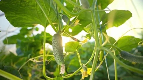 Cucumber CU. greenhouse with cucumbers in the rays of the setting sun. Stock Footage 135965070