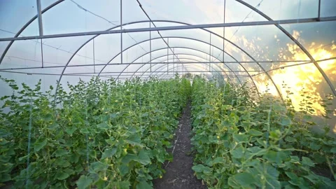 Cucumber CU. greenhouse with cucumbers in the rays of the setting sun. Stock-Footage 135965230