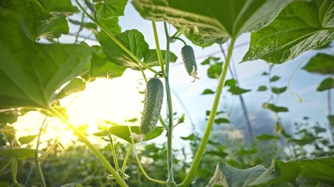 Cucumber CU. greenhouse with cucumbers in the rays of the setting sun. Stock-Footage 135965330