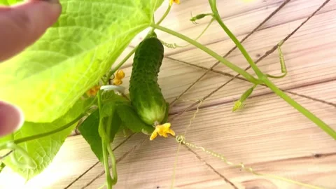 Cucumber develops among lush green leaves and bright yellow flowers on wooden 스톡 동영상 316475194