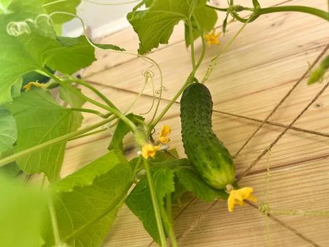 Cucumber develops among lush green leaves and bright yellow flowers on wooden Stock Photos