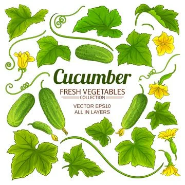 Cucumber elements vector set on white background Stockillustratie