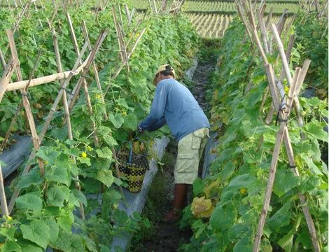 Cucumber farmer Stock Photos