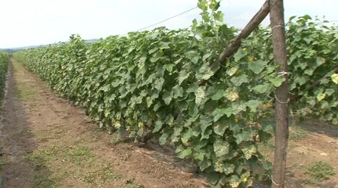 Cucumber field Stock Footage 41124107