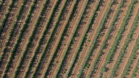 Cucumber field Stock Footage 171566633