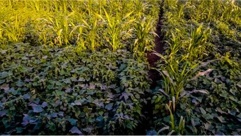 Cucumber field Stock Photos