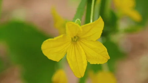 Cucumber Flower 1 Video stock 790177
