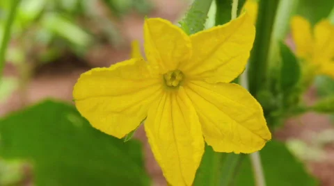 Cucumber Flower 2 Stock Footage 793173