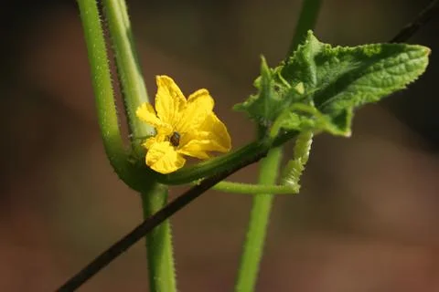 Cucumber flower (2) Stock Photos