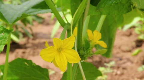 Cucumber Flower 3 Video stock 793180