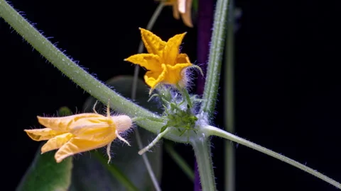 Cucumber Flower Blooming in Macro Timelapse Close-Up View Stock Footage 309524074