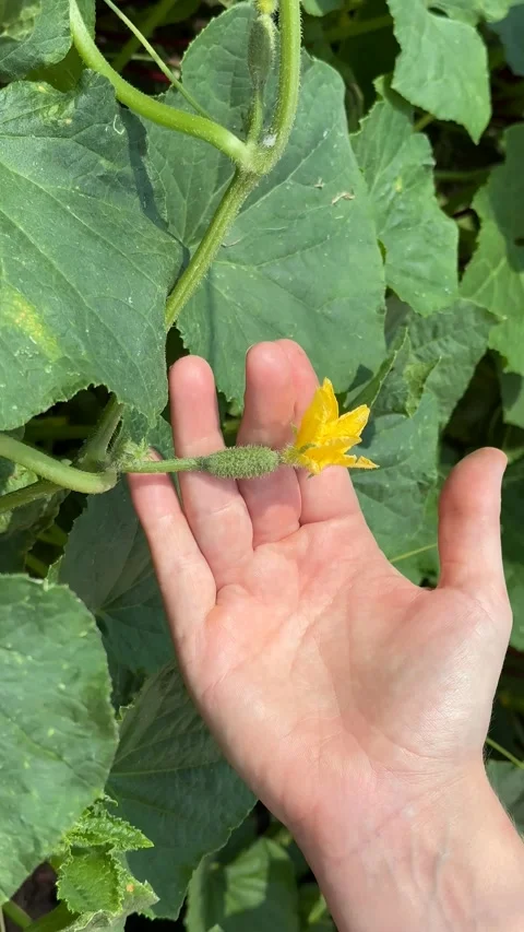 Cucumber Flower Care Stock Footage 311658032