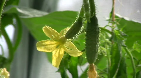 Cucumber flower Video stock 546653