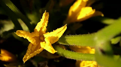Cucumber flower Vídeo Stock 24956911