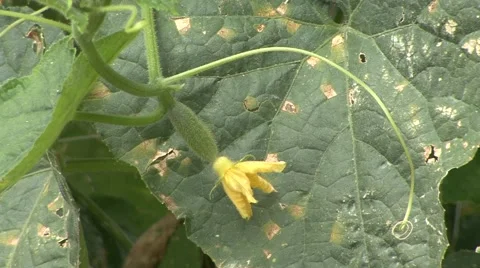 Cucumber flower Stock-Footage 41124159