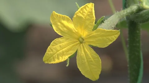 CUCUMBER FLOWER 库存影片 49829926