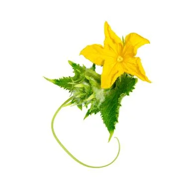 Cucumber flower with leaf Stock Photos