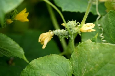 Cucumber flower. Stock Photos