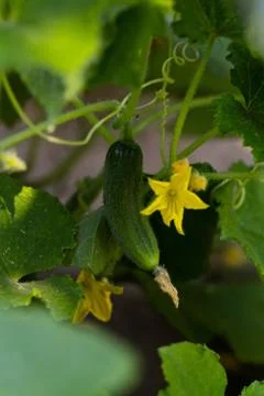 Cucumber flower Foto stock