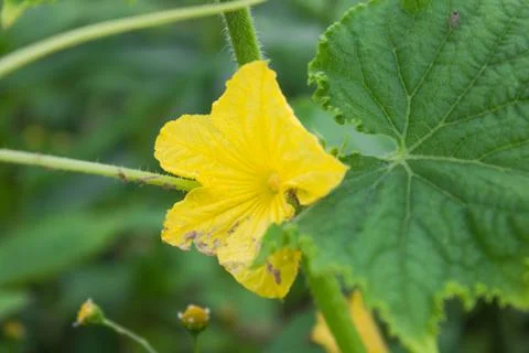 Cucumber flower Stock Photos