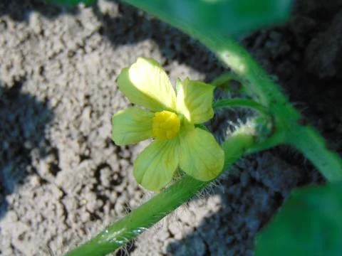 Cucumber flower Stock Photos