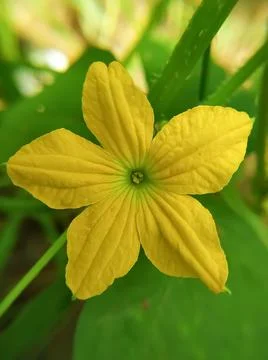 Cucumber flower 库存照片