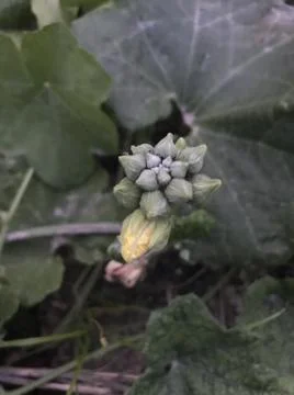 Cucumber flower Stock Photos