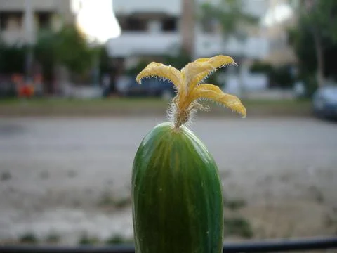 Cucumber with flower   Stock Photos