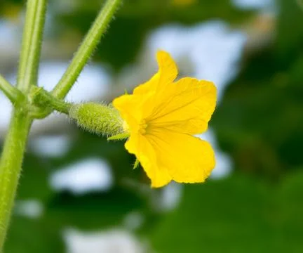 Cucumber Flower Stock Photos