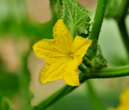 Cucumber flowers Stock Photos