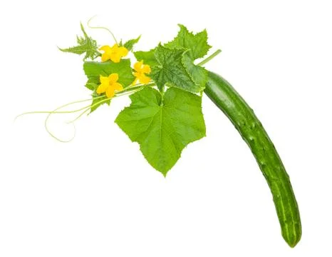 Cucumber with flowers Stock Photos
