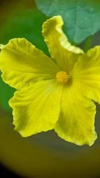 Cucumber flowers Stock Photos