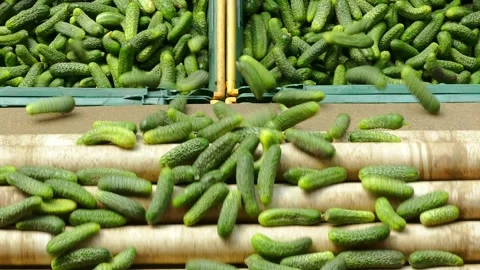Cucumber in food processing factory Stock Footage 247444881