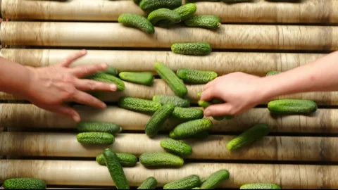 Cucumber in food processing factory Stock Footage 247445050