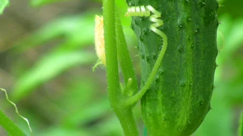 Cucumber Stock-Footage 474797