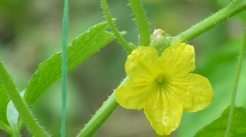 Cucumber  Video stock 474878