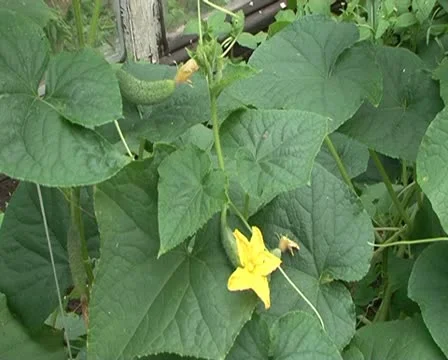 Cucumber Stockbeeldmateriaal 10728084