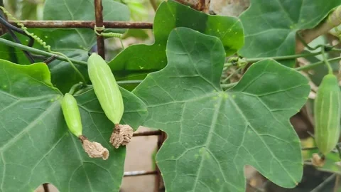 Cucumber Stock Footage 239330372