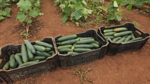 CUCUMBER Stock Footage 306696388