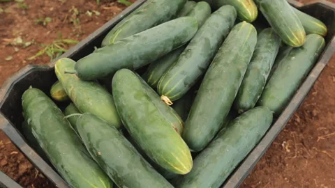 CUCUMBER Stock Footage 306696395