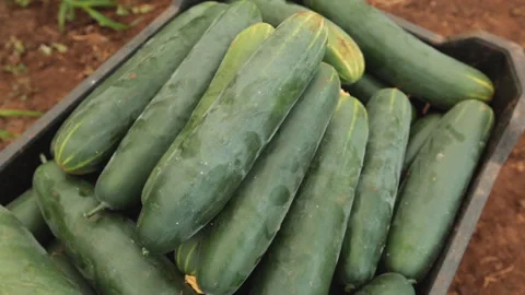 CUCUMBER Stock Footage 306696429