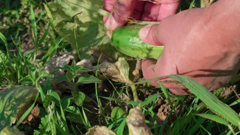 Cucumber in the garden bed Video stock 316916020