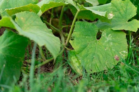 Cucumber in the garden bed 스톡 사진