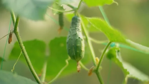 Cucumber in the garden close-up Stock-Footage 115670822