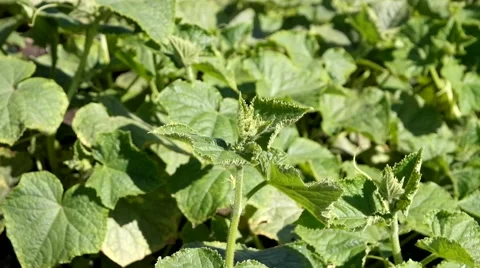 Cucumber in the garden 스톡 동영상 52627712