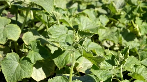 Cucumber in the garden. Timelapse Vídeos de archivo 52627714