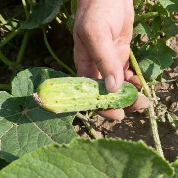 Cucumber gathering Stock Photos