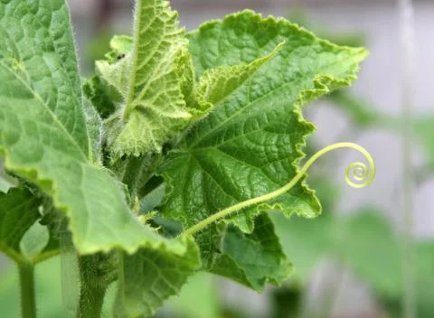 Cucumber green leaf Stock Photos