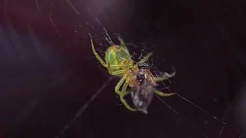 Cucumber green spider on a Delicate Web Stockbeeldmateriaal 311537093