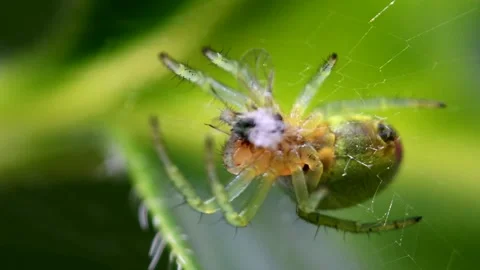 Cucumber Green Spider or Cucumber Green Orb Spider - Araniella cucurbitina Stock-Footage 138441865